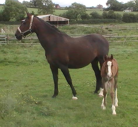 Warmblood Foals